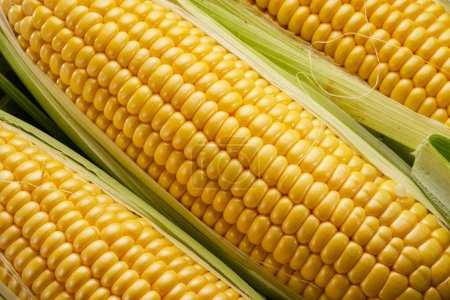 Foto de Cabezas de maíz maduras con bigotes de maíz y hojas. Niza fondo de cocina vegetal para sus proyectos. - Imagen libre de derechos