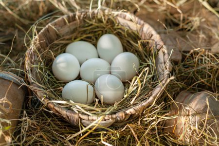 Photo for White chicken eggs in the straw nest in the chicken coop. - Royalty Free Image
