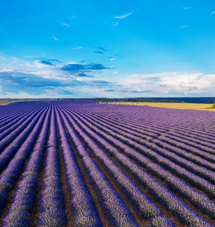 Photo for Lavender field in blossom. Rows of lavender bushes and beautiful skyscape at the background. Brihuega, Spain. - Royalty Free Image