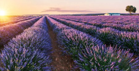 Photo for Lavender field in blossom. Rows of lavender bushes stretching to the skyline. Stunning  sunset sky at the background. Brihuega, Spain. - Royalty Free Image