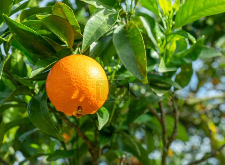 Téléchargez les photos : Fruit orange mûr sur oranger entre un feuillage luxuriant. Vue d'en bas. - en image libre de droit