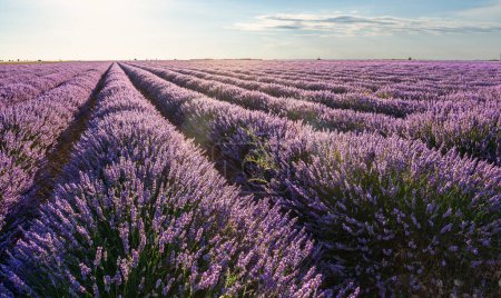 Photo for Lavender field in blossom. Rows of lavender bushes stretching to the skyline. Stunning sky at the background.Brihuega, Spain. - Royalty Free Image