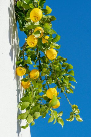 Foto de Frutos de limón maduros en rama de limón, cielo azul y pared blanca del edificio al fondo. Vista desde abajo. - Imagen libre de derechos