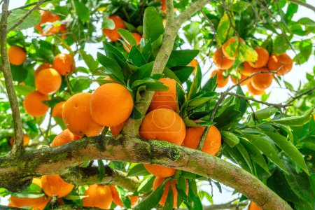 Photo for Ripe orange fruits on orange tree between lush foliage. View from below. - Royalty Free Image