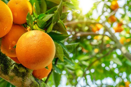 Téléchargez les photos : Fruits orange mûrs sur oranger entre un feuillage luxuriant. Vue d'en bas. Gros plan. - en image libre de droit