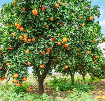 Foto de Naranjos o cítricos sinensis casi cubiertos de naranjas. Gran cosecha en el huerto. - Imagen libre de derechos