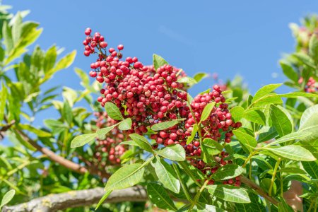 Photo for Fresh pink peppercorns on peruvian pepper tree branch. Blue sky at the background. - Royalty Free Image