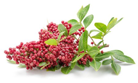 Fresh pink peppercorns on branch with green leaves isolated on white background.