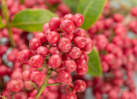 Fresh pink peppercorns on branch with green leaves close-up.