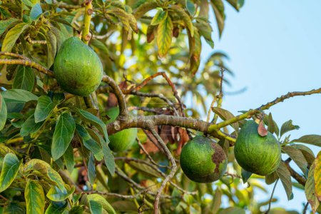 Foto de Frutos maduros de aguacate en las ramas de un árbol de aguacate en un día soleado de verano. - Imagen libre de derechos