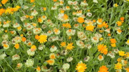 Téléchargez les photos : Groupe de fleurs de calendula et capitules fanés avec graines de calendula. - en image libre de droit