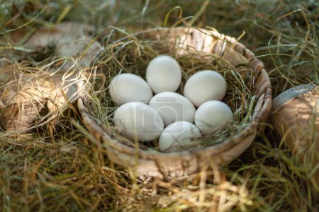 Téléchargez les photos : Œufs de poulet dans le nid de paille dans le poulailler. - en image libre de droit