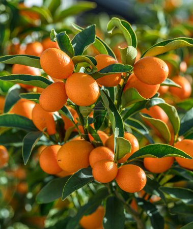 Téléchargez les photos : Branche de kumquat complètement recouverte de fruits kumquat mûrs gros plan. - en image libre de droit