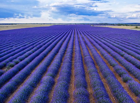 Photo for Lavender field in blossom. Aerial view on rows of lavender bushes and rural landscape. Brihuega, Spain. - Royalty Free Image
