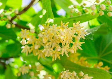 Linden flowers between abundant foliage leaves. Lime tree or tilia tree in blossom. Summer nature background.