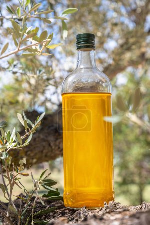 Bottle of olive oil is on olive tree branch in the garden. Blurred nature background.