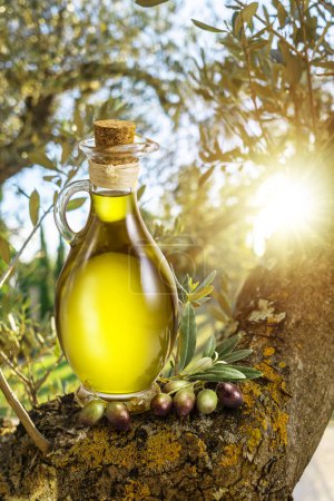 Eine Flasche Olivenöl steht im Sonnenuntergang auf einem Olivenzweig im Garten. Unklarer Hintergrund der Natur.