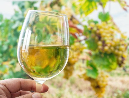 Téléchargez les photos : Verre de vin blanc à la main de l'homme et grappe de raisins sur la vigne en arrière-plan. - en image libre de droit