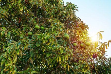 Frutos maduros de aguacate en las ramas de un árbol de aguacate en un día soleado de verano.