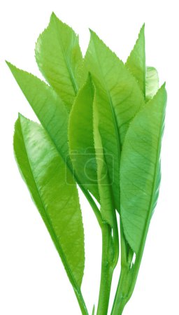 Photo for Fresh tea leaves isolated on white background. Closeup. - Royalty Free Image