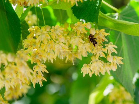Bee between linden flowers and abundance of foliage leaves. Lime tree or tilia tree in blossom. Summer nature background.