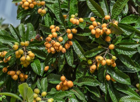 Téléchargez les photos : Loquats fruits poussant et mûrissant entre le feuillage vert sur le gros plan des arbres. - en image libre de droit