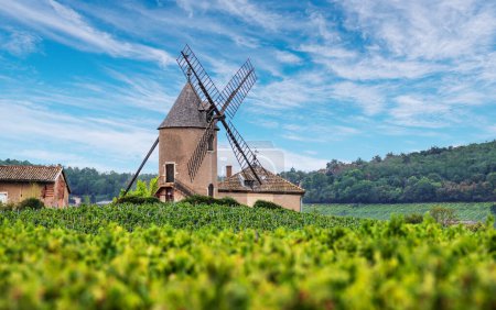 Vineyard or yard of vines and the eponymous windmill of famous french red wine at the background. Romanche -Thorins, France.