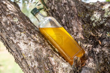 Bottle of olive oil is on olive tree branch in the garden. Blurred nature background.