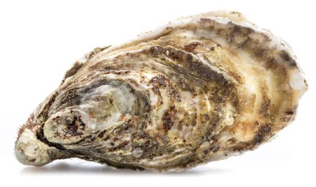 Closed raw oyster isolated on white background. Delicacy food.