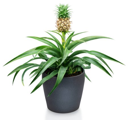 Téléchargez les photos : Ananas sur sa plante mère en pot de fleurs. Le fichier contient le chemin de coupe. - en image libre de droit