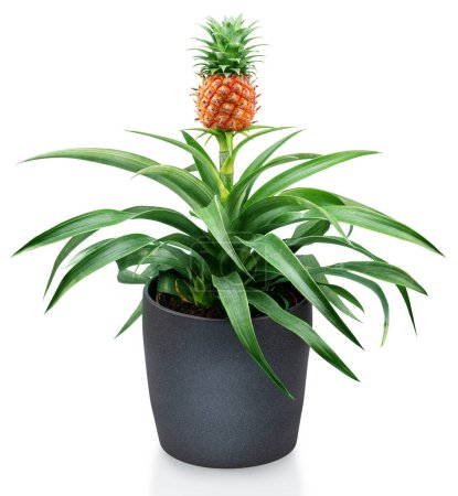 Photo for Pineapple on its parent plant in flower pot. File contains clipping path. - Royalty Free Image