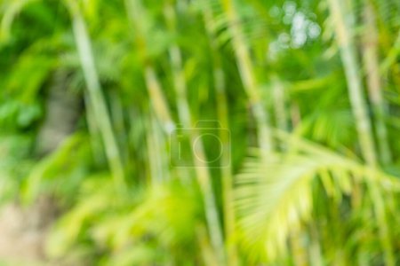 Téléchargez les photos : Tiges et feuilles de bambou vert Bokeh. Modèle ou fond d'été tropical vert clair. - en image libre de droit
