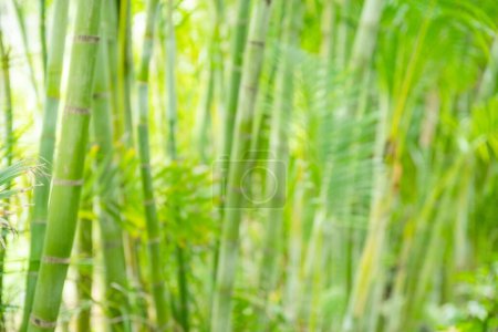 Foto de Culmos y hojas de bambú verde bokeh. Patrón de verano tropical verde claro o fondo. - Imagen libre de derechos