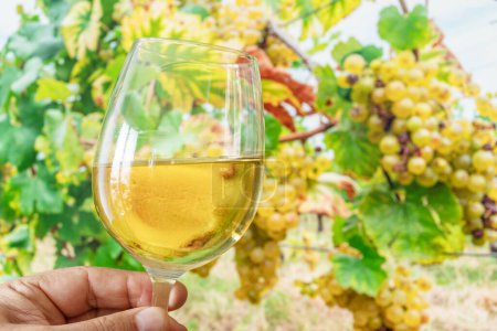 Foto de Copa de vino blanco en mano y racimo de uvas sobre vid en el fondo. - Imagen libre de derechos