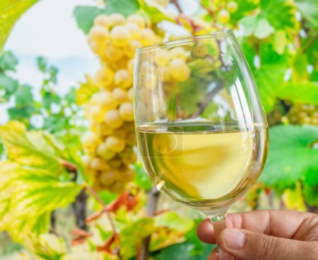 Copa de vino blanco en mano y racimo de uvas sobre vid en el fondo. 