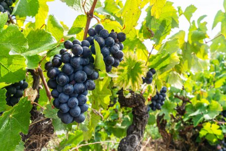 Téléchargez les photos : Raisins de vin bleu foncé sur la vigne au coucher du soleil gros plan. - en image libre de droit