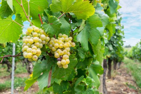 Foto de Uvas de vino blanco en los arbustos en el primer plano del viñedo. - Imagen libre de derechos