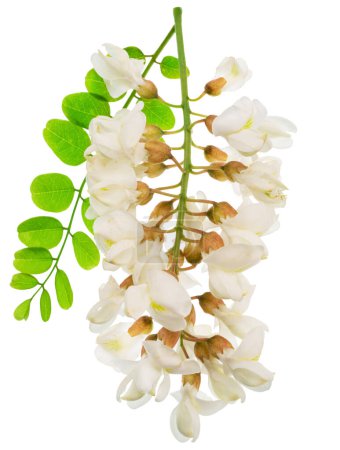 Foto de Raceme de flores florecientes de acacia con hojas verdes sobre fondo blanco. El archivo contiene ruta de recorte. - Imagen libre de derechos