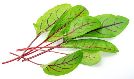 Fresh green  beetroot leaves isolated on white background. 