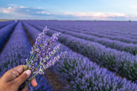Photo for Bouquet of lavender in the hand  and lavender field in blossom at the background. - Royalty Free Image
