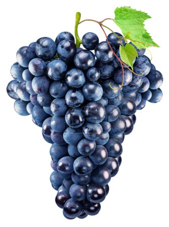 Traube dunkelblauer Trauben mit Traubenblättern auf weißem Hintergrund. Datei enthält Schnittpfad.