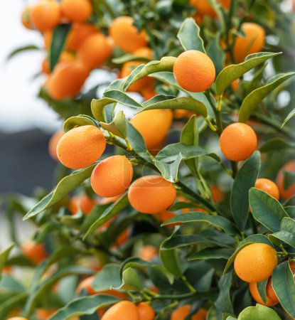 Rama Kumquat completamente cubierta de frutos kumquat maduros de cerca.