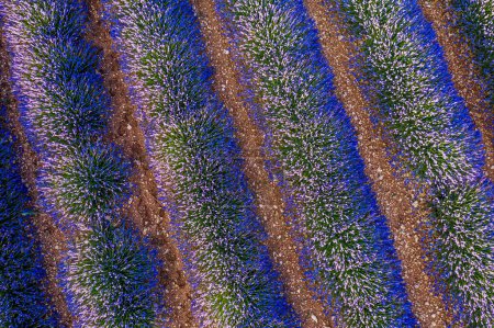 Foto de Campo de lavanda en flor. Vista aérea de filas de arbustos de lavanda. Brihuega, España. - Imagen libre de derechos