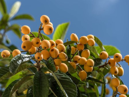 Plenty of loquats fruits between green foliage on tree and blue clear sky at the background.