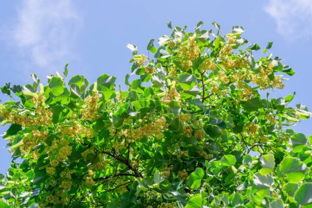 Foto de Flores de tilo entre abundantes hojas de follaje. Árbol de cal o tilia en flor. Fondo de naturaleza de verano. - Imagen libre de derechos