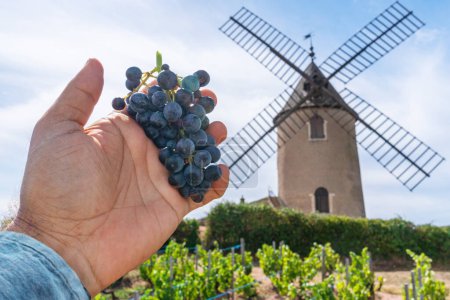 Weinberg oder Weinberg und die namensgebende Windmühle des berühmten französischen Rotweins im Hintergrund. Romanche Thorins, Frankreich.