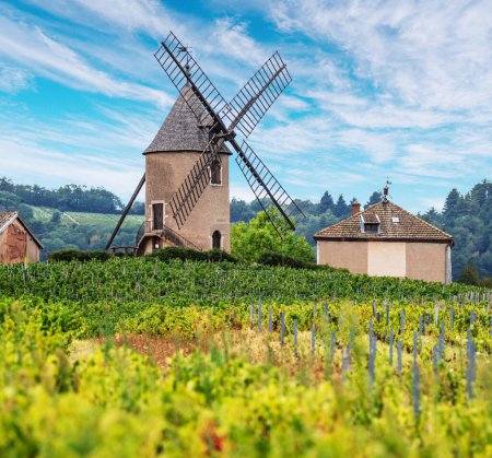 Viñedo o patio de viñas y el molino del mismo nombre de famoso vino tinto francés en el fondo. Romanche Thorins, Francia.