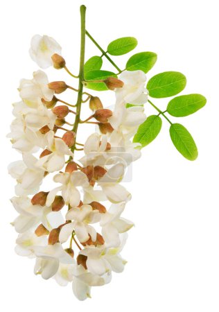 Téléchargez les photos : Racème de fleurs d'acacia en fleurs avec des feuilles vertes sur fond blanc. Le fichier contient le chemin de coupe. - en image libre de droit