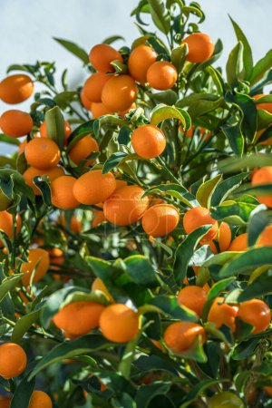 Kumquat branch completely covered with ripe kumquat fruits close up.