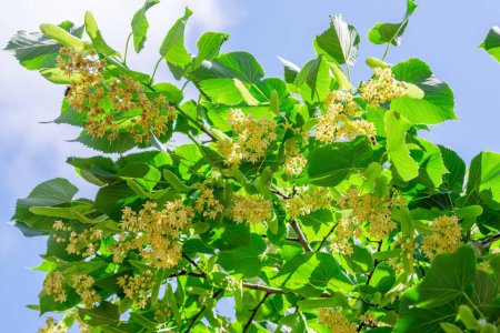 Linden flowers between abundant foliage leaves. Lime tree or tilia tree in blossom. Blue sky at the background.